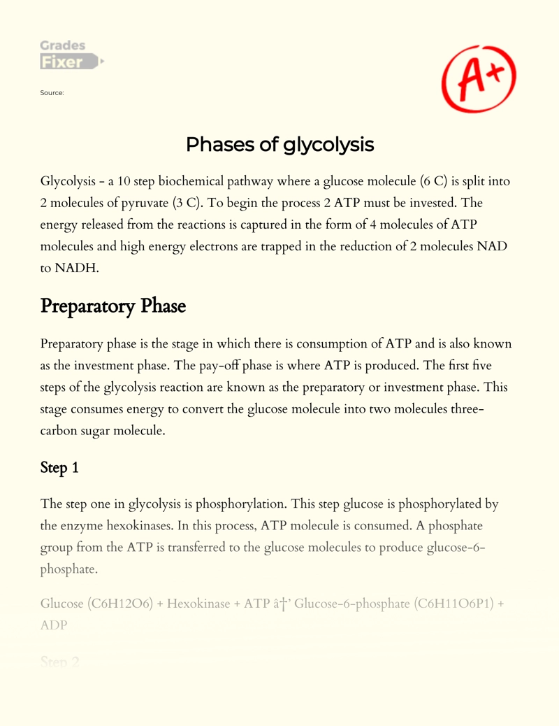 Phases of Glycolysis essay