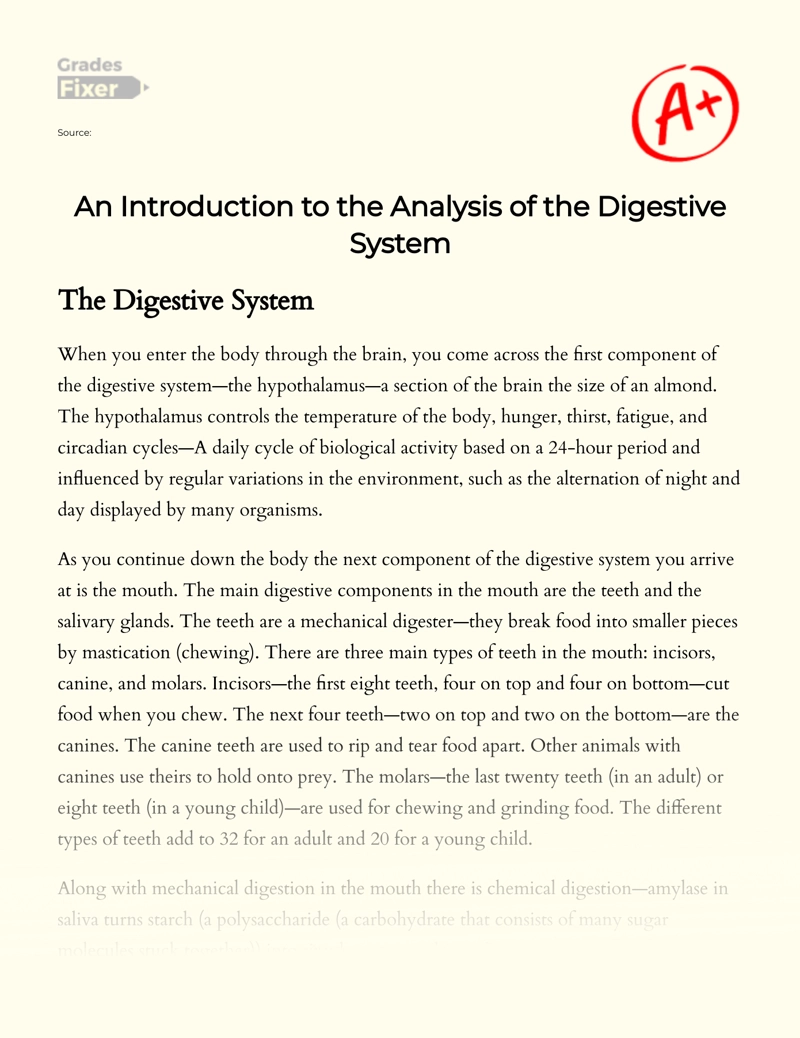 An Introduction to The Analysis of The Digestive System Essay