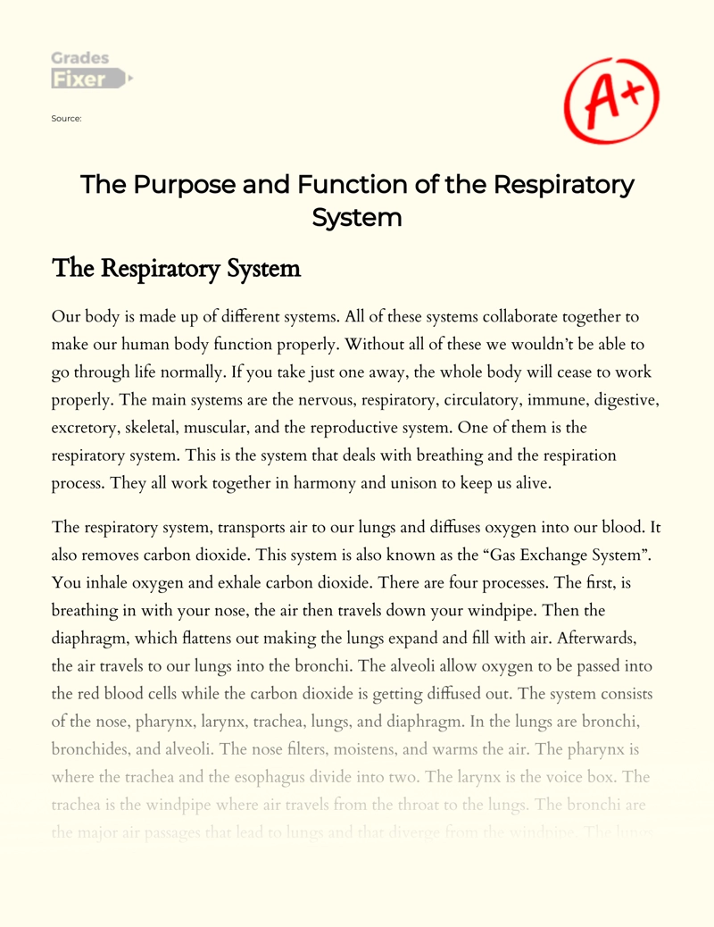 The Purpose and Function of The Respiratory System Essay