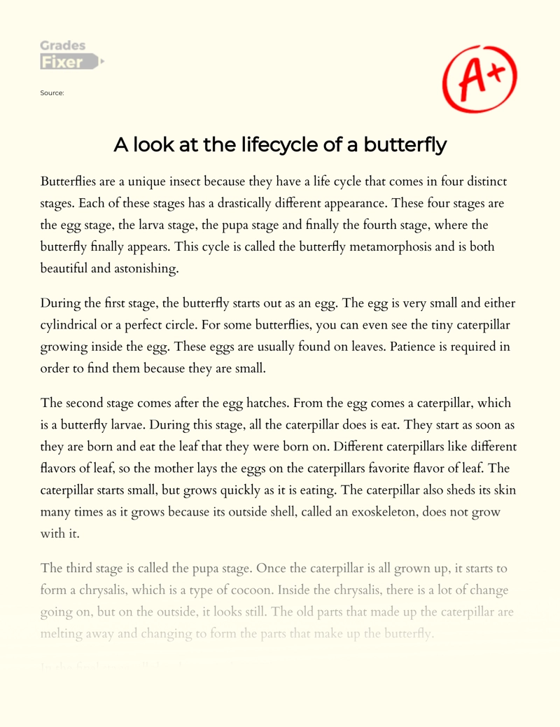 A Look at The Lifecycle of a Butterfly Essay