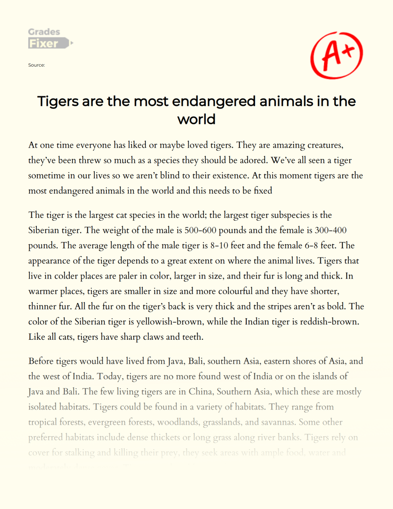 Tigers Are The Most Endangered Animals in The World Essay
