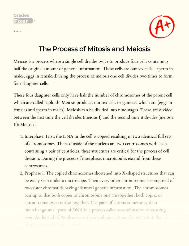 The Process of Mitosis and Meiosis Essay