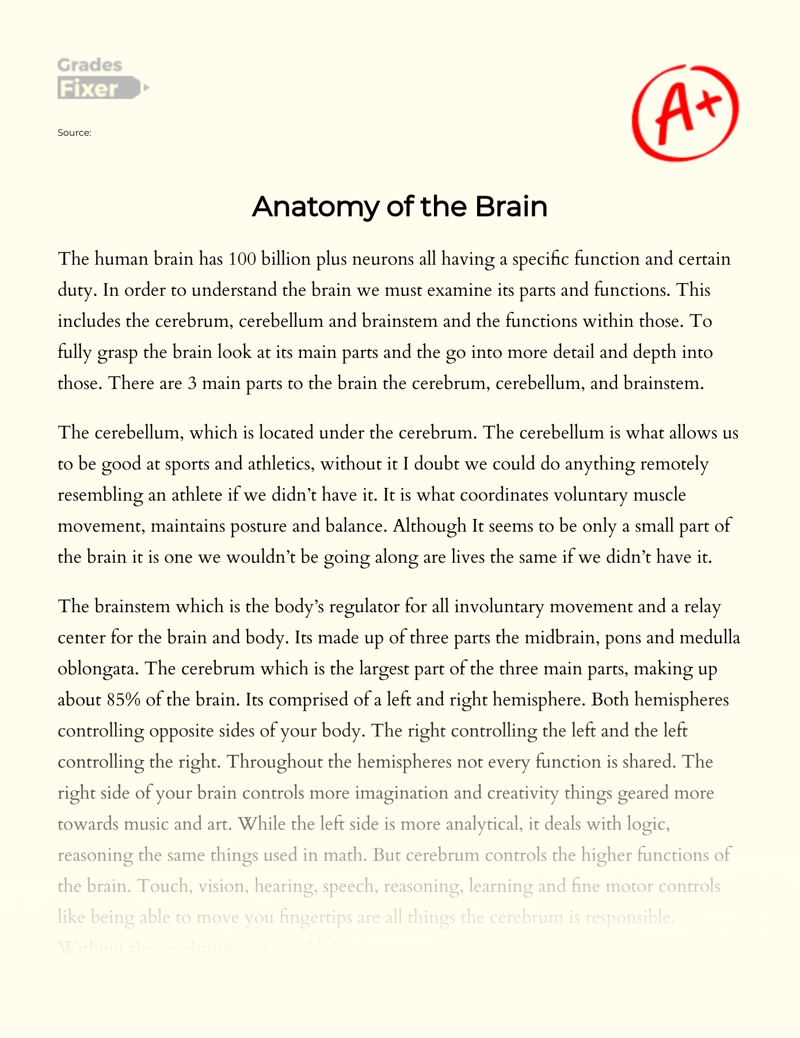 Anatomy of The Brain essay