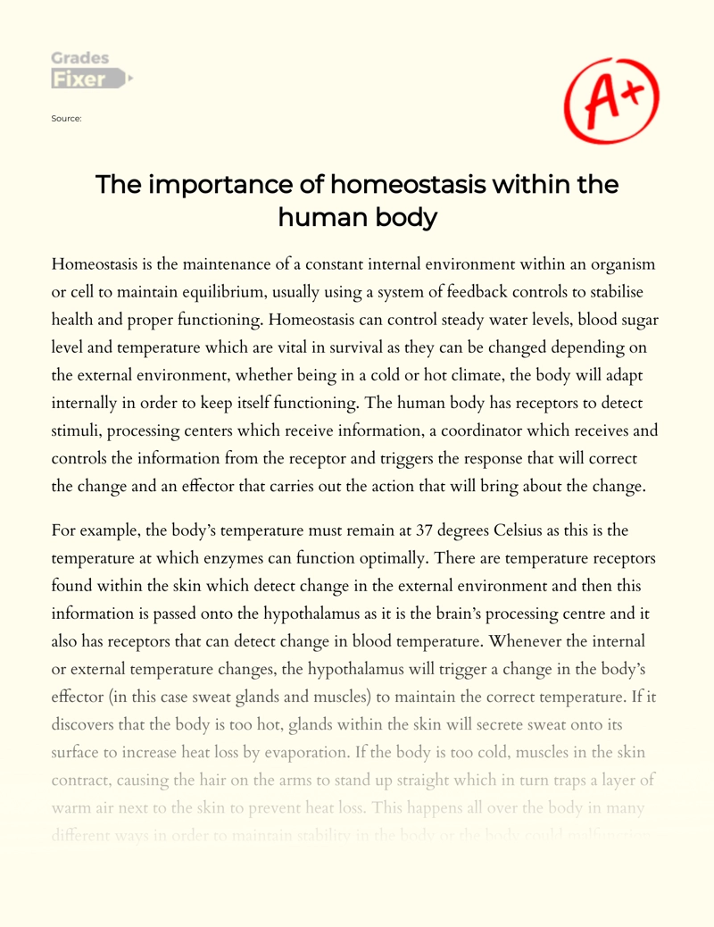 The Importance of Homeostasis Within The Human Body Essay