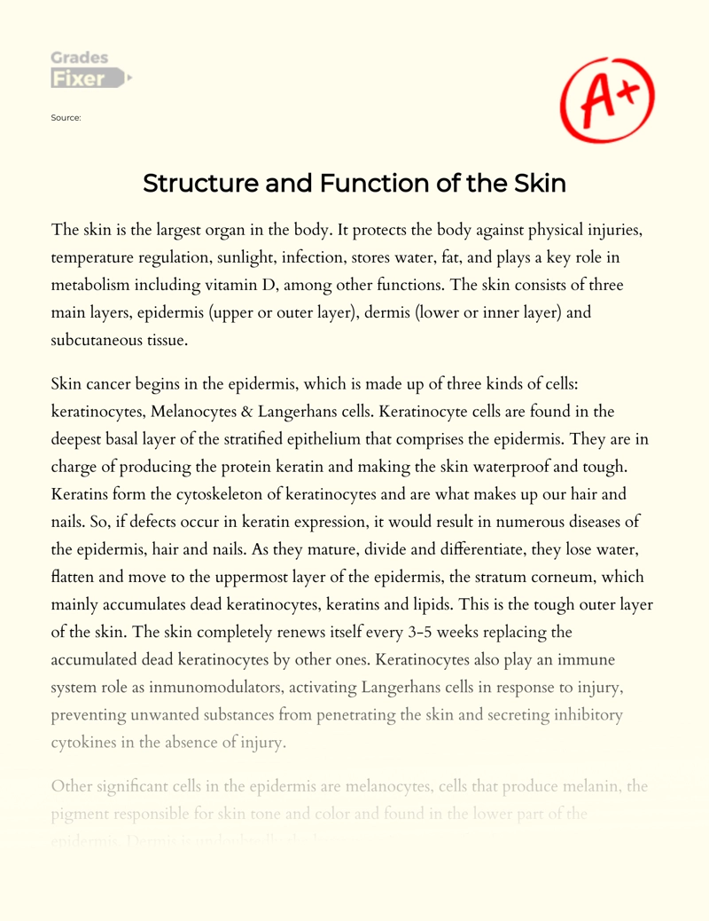 Structure and Function of The Skin essay