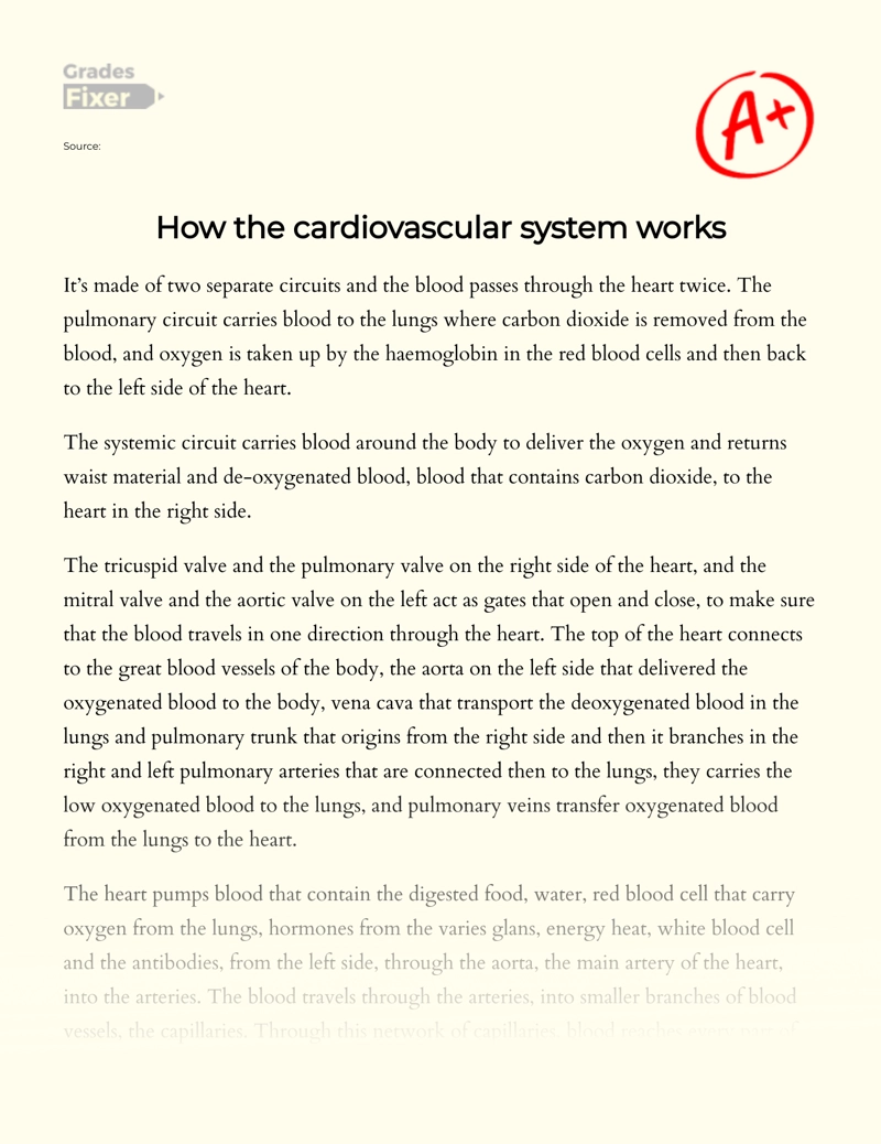How The Cardiovascular System works Essay
