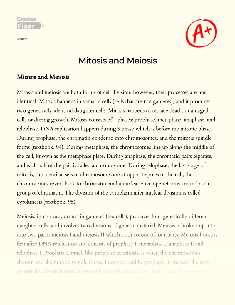 Mitosis and Meiosis Essay