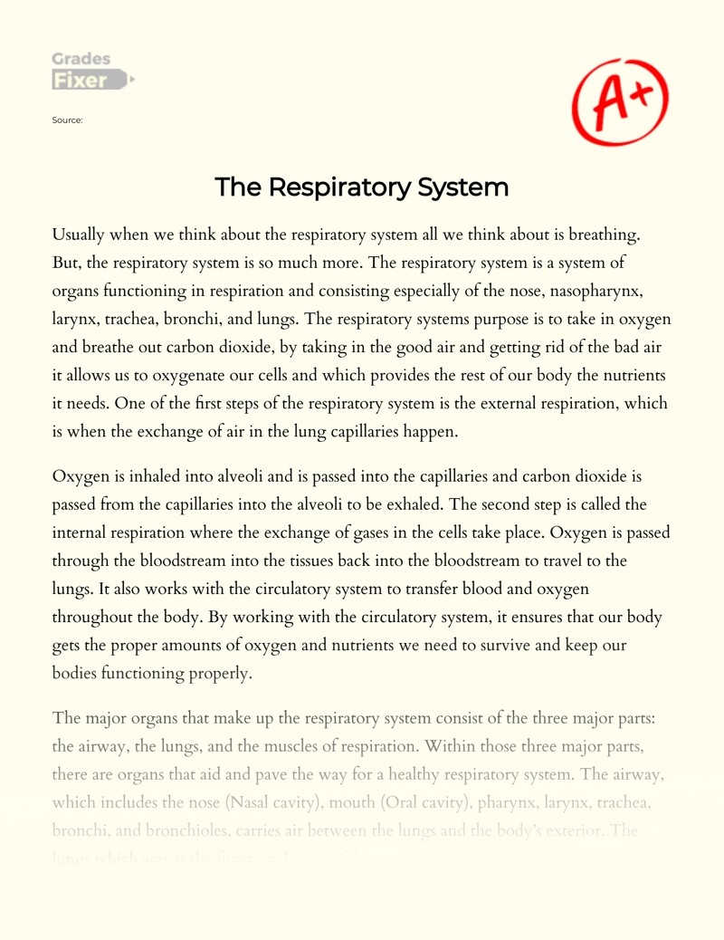 The Purpose and Importance of Respiratory System in an Organism Essay