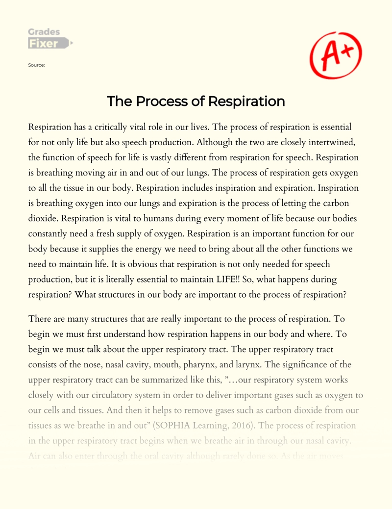 The Process of Respiration Essay