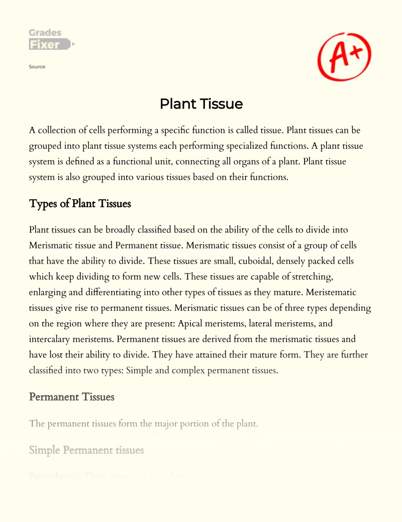 Plant Tissue Essay