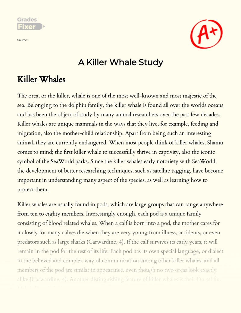 A Killer Whale Study Essay