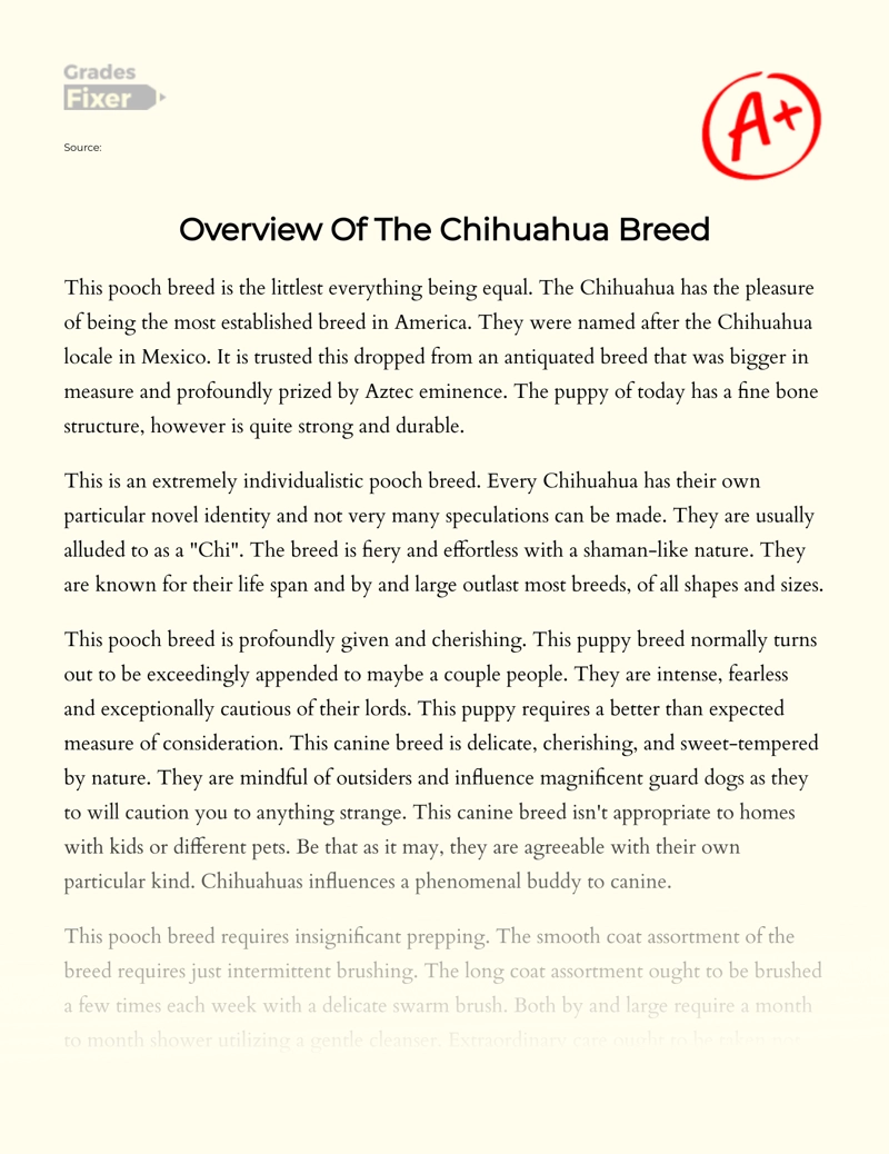 Overview of The Chihuahua Breed Essay