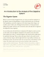 An Introduction to The Analysis of The Digestive System Essay