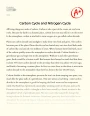 Carbon Cycle and Nitrogen Cycle Essay